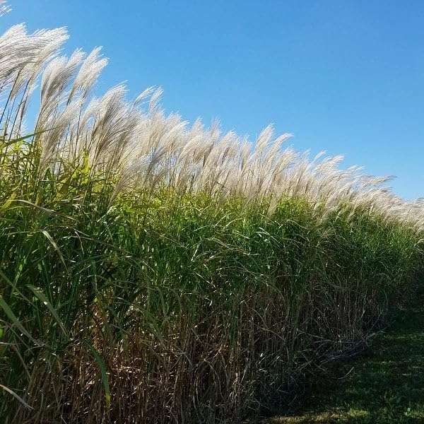 Miscanthus Grass Seeds