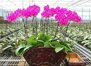 violet hydroponic flower seeds