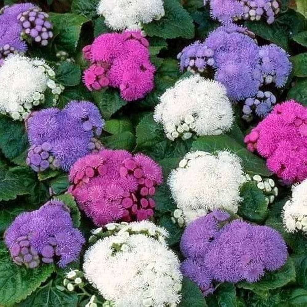 ageratum ageratum flower seeds