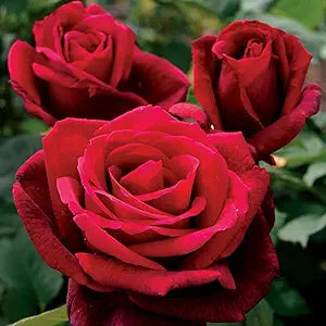 Black Rose Red flowering ornamental rose seeds for landscaping