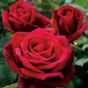 red rose flower seeds
