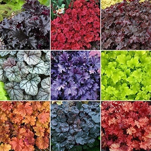 Blandede Heuchera Micrantha plantefrø til haveplantning - 100 stk