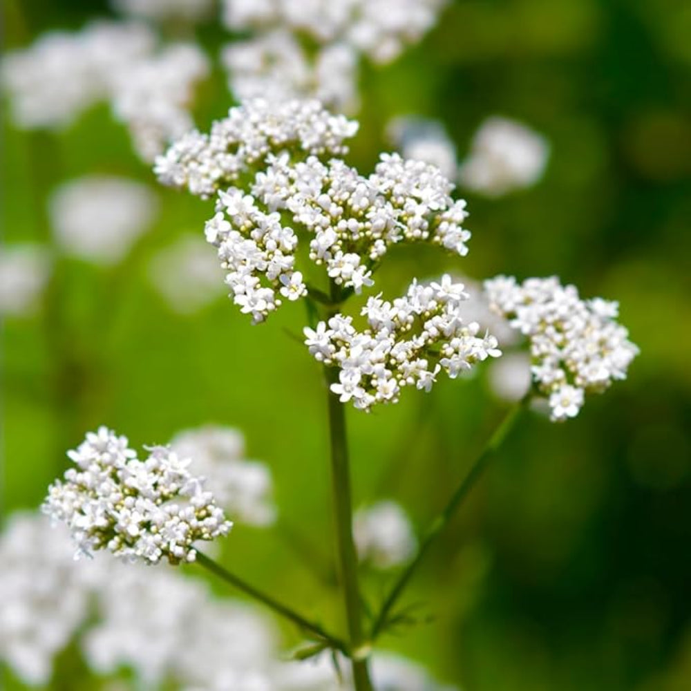 valeriana flower flower seeds