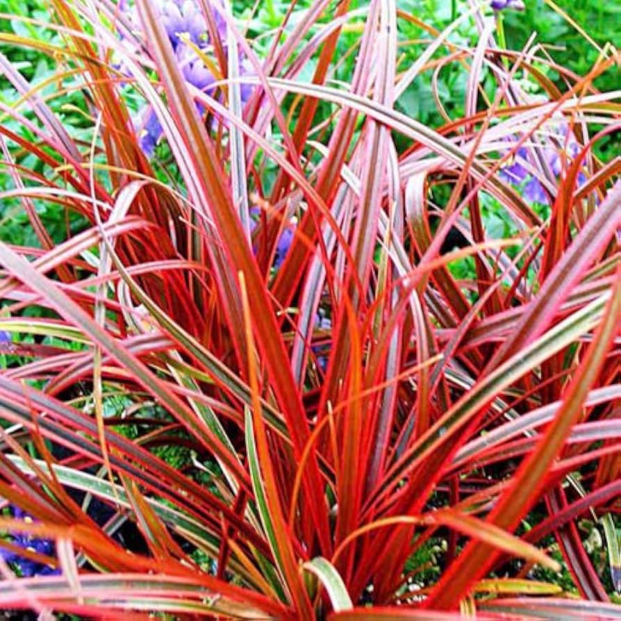feuertanz grass flower seeds