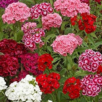heirloom non flower seeds