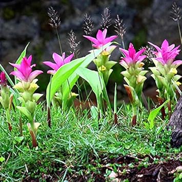 pink turmeric flower seeds
