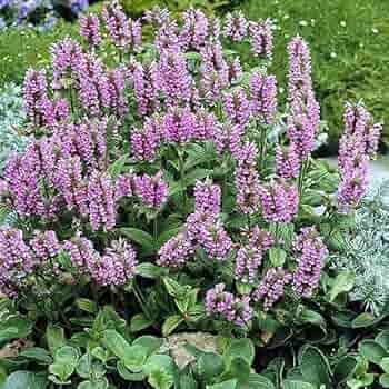 Purple Hyssop Plant Seeds for Aromatic and Medicinal Garden Use