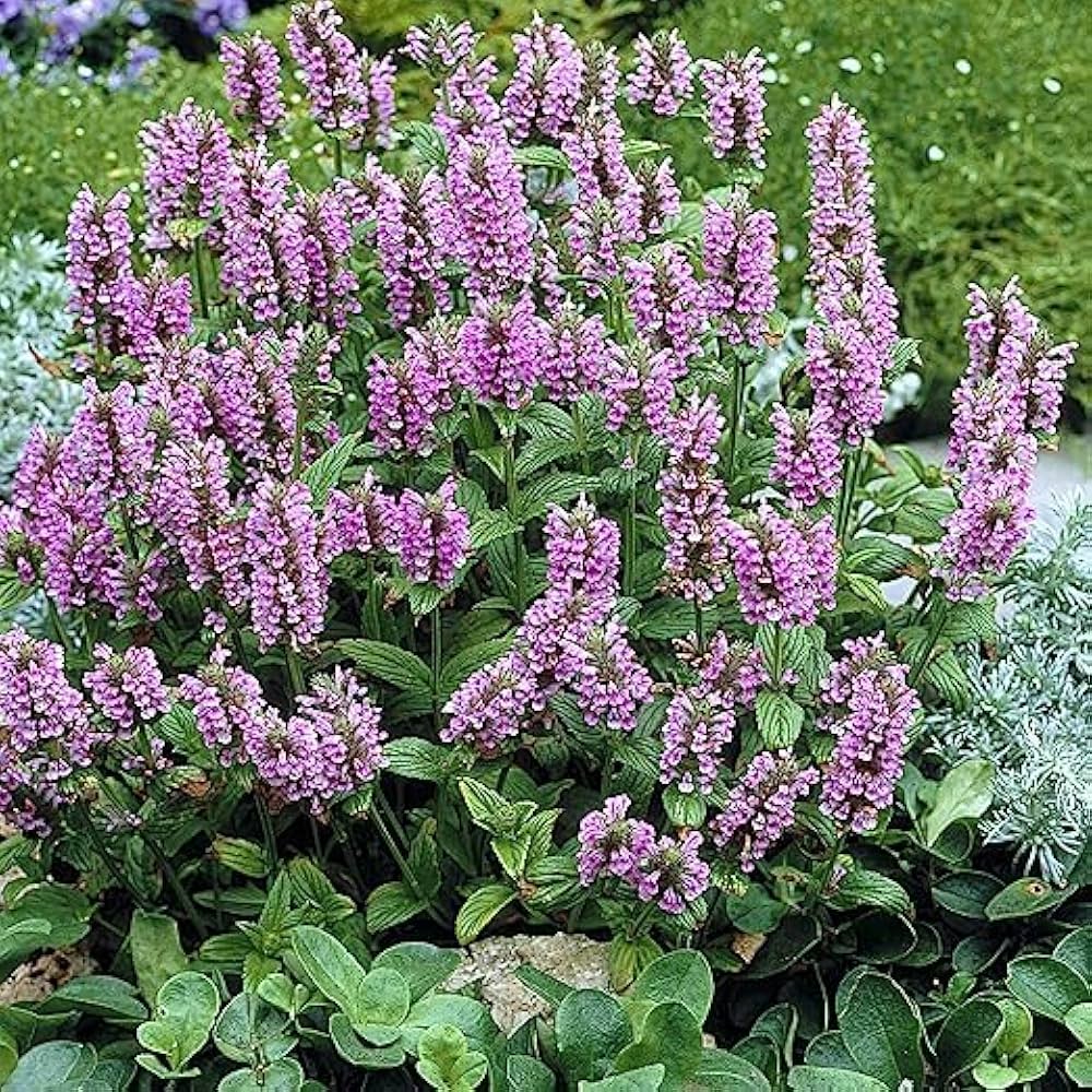 nepeta for flower seeds