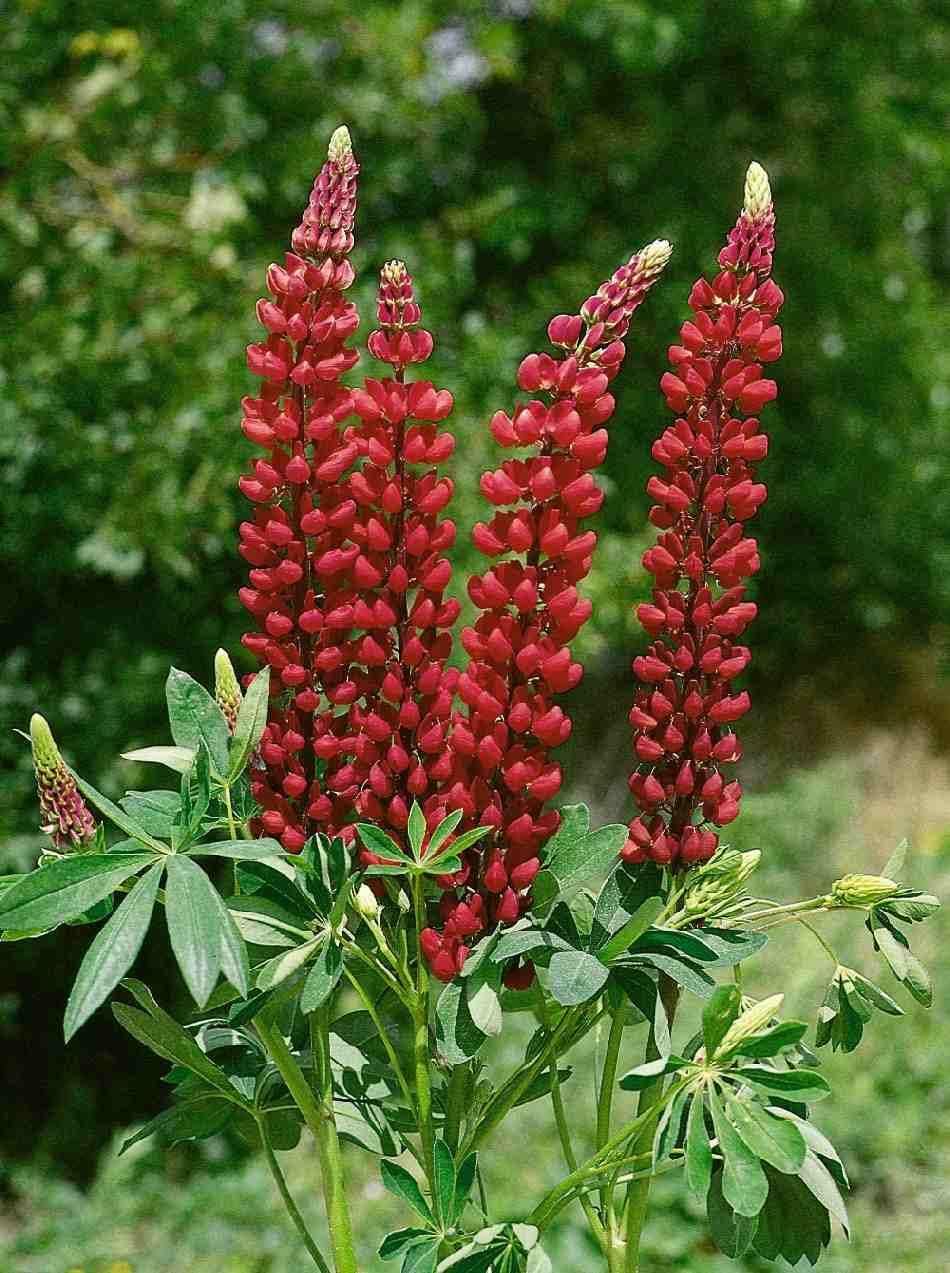 Heirloom Non-GMO Burgundy Lupine Flower Seeds for Planting