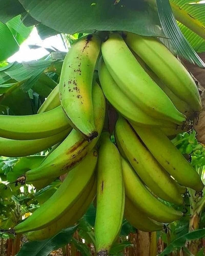 Green Banana Fruit Seeds for Planting - Growing Delicious and Nutritious Bananas