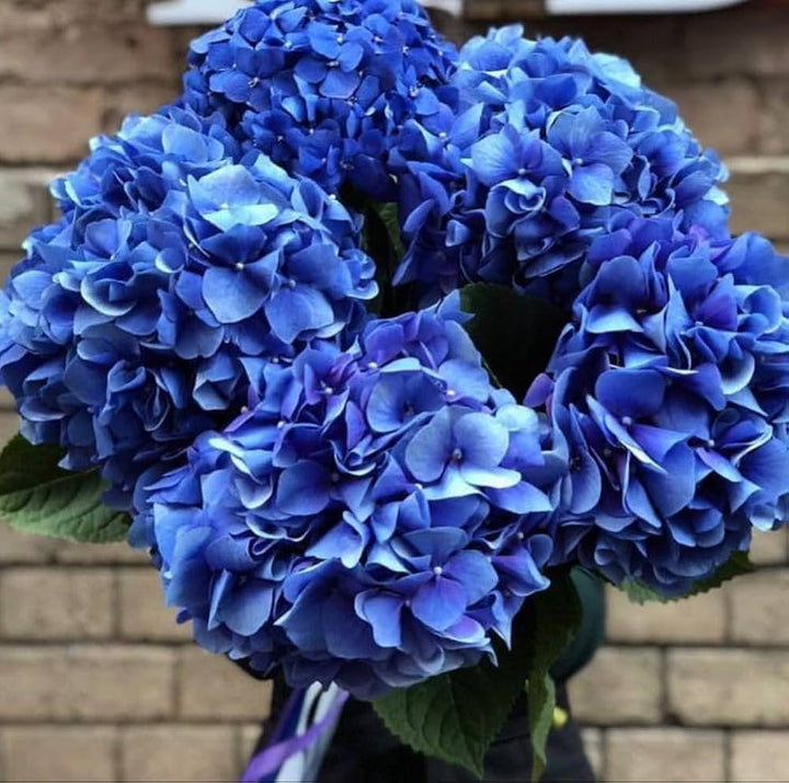 Deep Blue Hydrangea Flower Seeds for Planting - 100 pcs