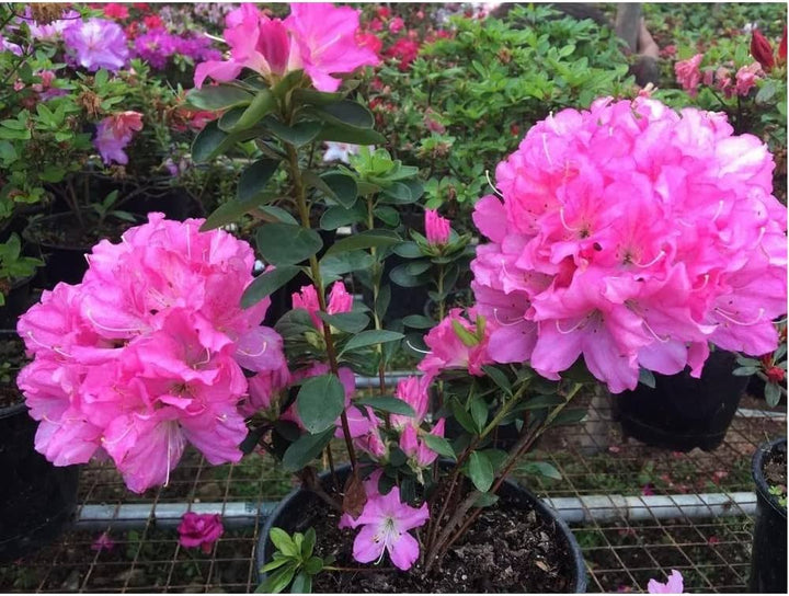 Azalea blomsterfrø til plantning, lilla, 100 stk