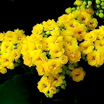 Heirloom Non-GMO Kalanchoe Flower Seeds for Planting – Fresh Succulent Blooms for Indoor Gardens