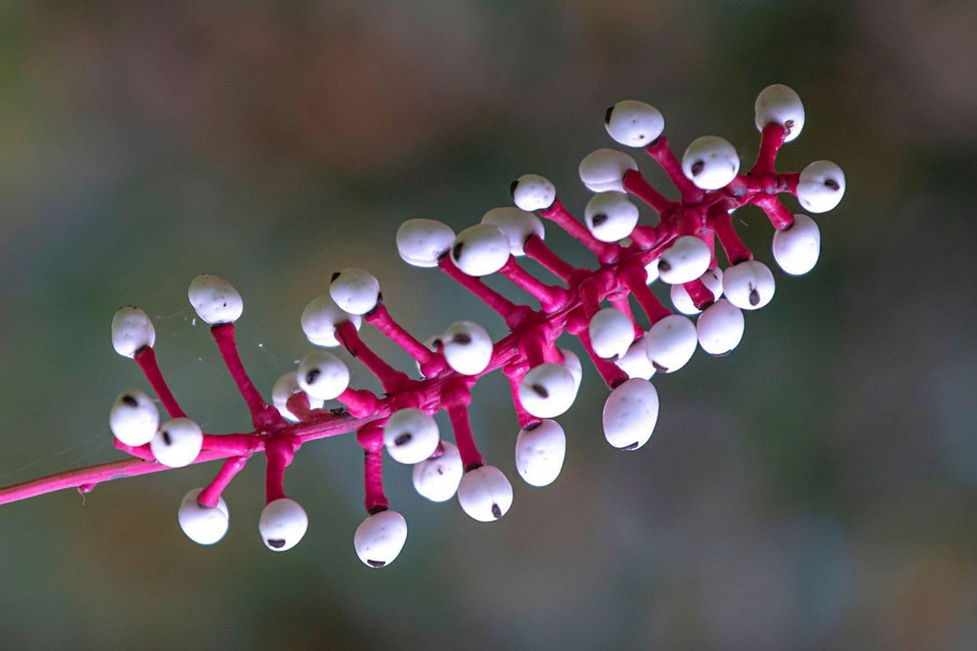 actaea pachypoda flower seeds