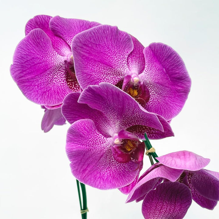 Flower Seeds, Seeds for Planting, Plant Seeds