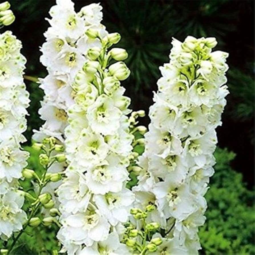 salmon king flower seeds