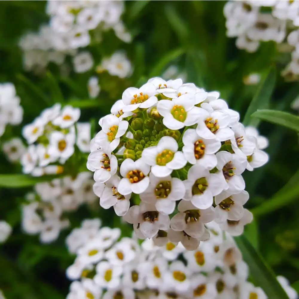 alyssum flower flower seeds