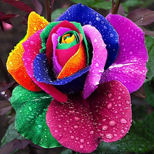 Rainbow Potted Rose Flower Seeds for Planting - Green 100 pcs