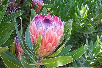 Flower Seeds, Seeds for Planting, Plant Seeds