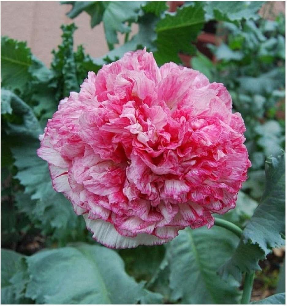 pink peony flower seeds