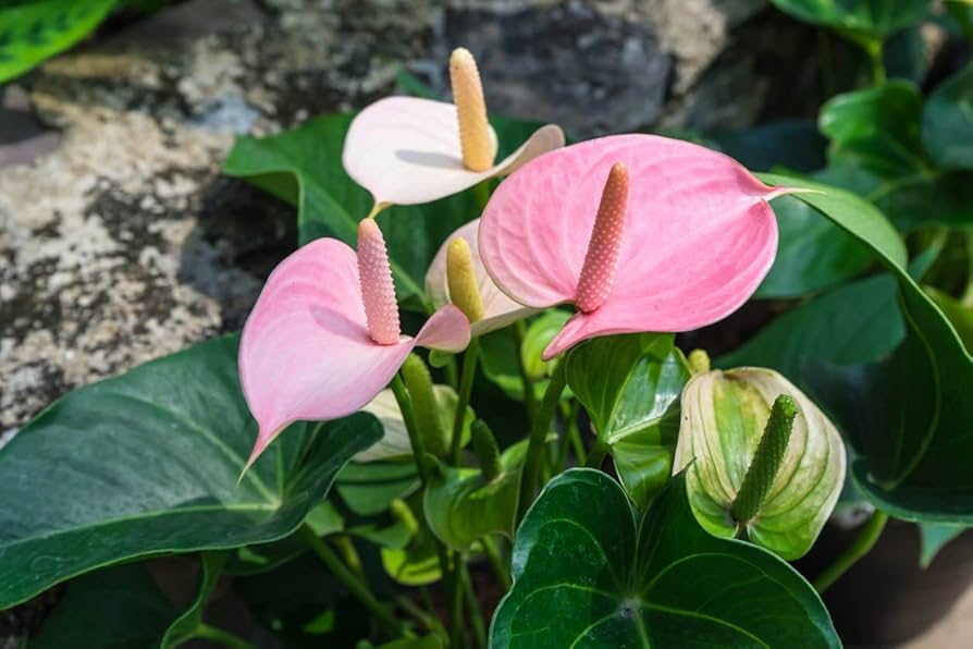 Light Pink Anthurium Flower Seeds 100 pcs