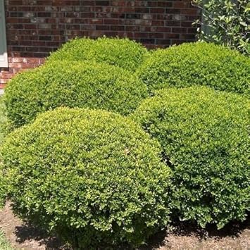 Flower Seeds, Seeds for Planting, Plant Seeds