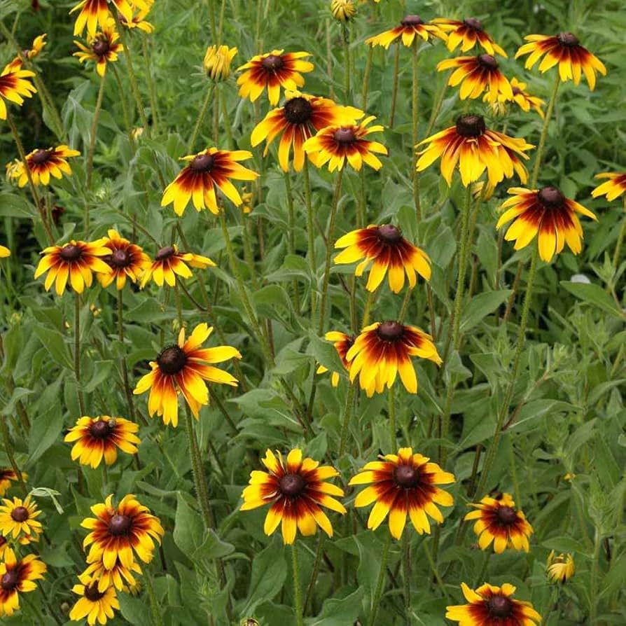 rudbeckia gloriosa flower seeds
