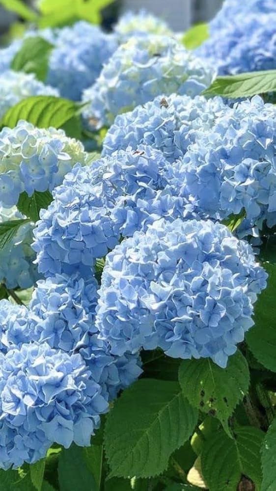 Rhododendron Sea Blue Flower Seeds for Planting 100 pcs