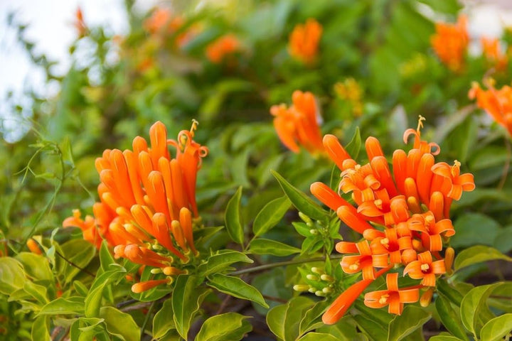 Light Orange Pyrostegia Venusta Flower Seeds – Heirloom Non-GMO Climbing Seeds for Planting, High Germination