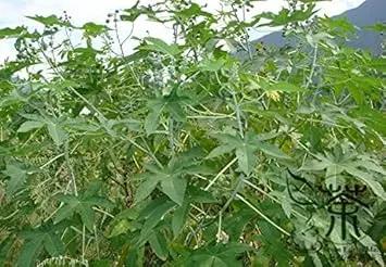 green scutellaria flower seeds
