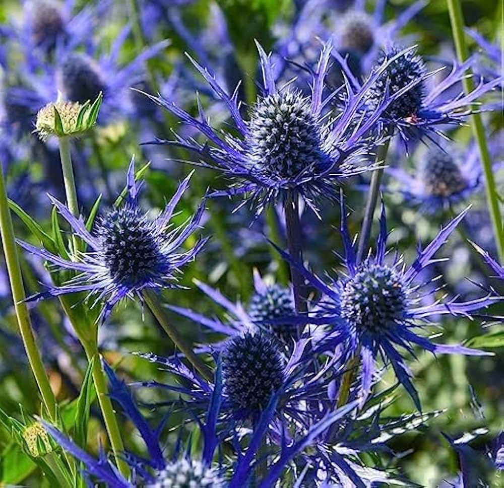eryngium for flower seeds