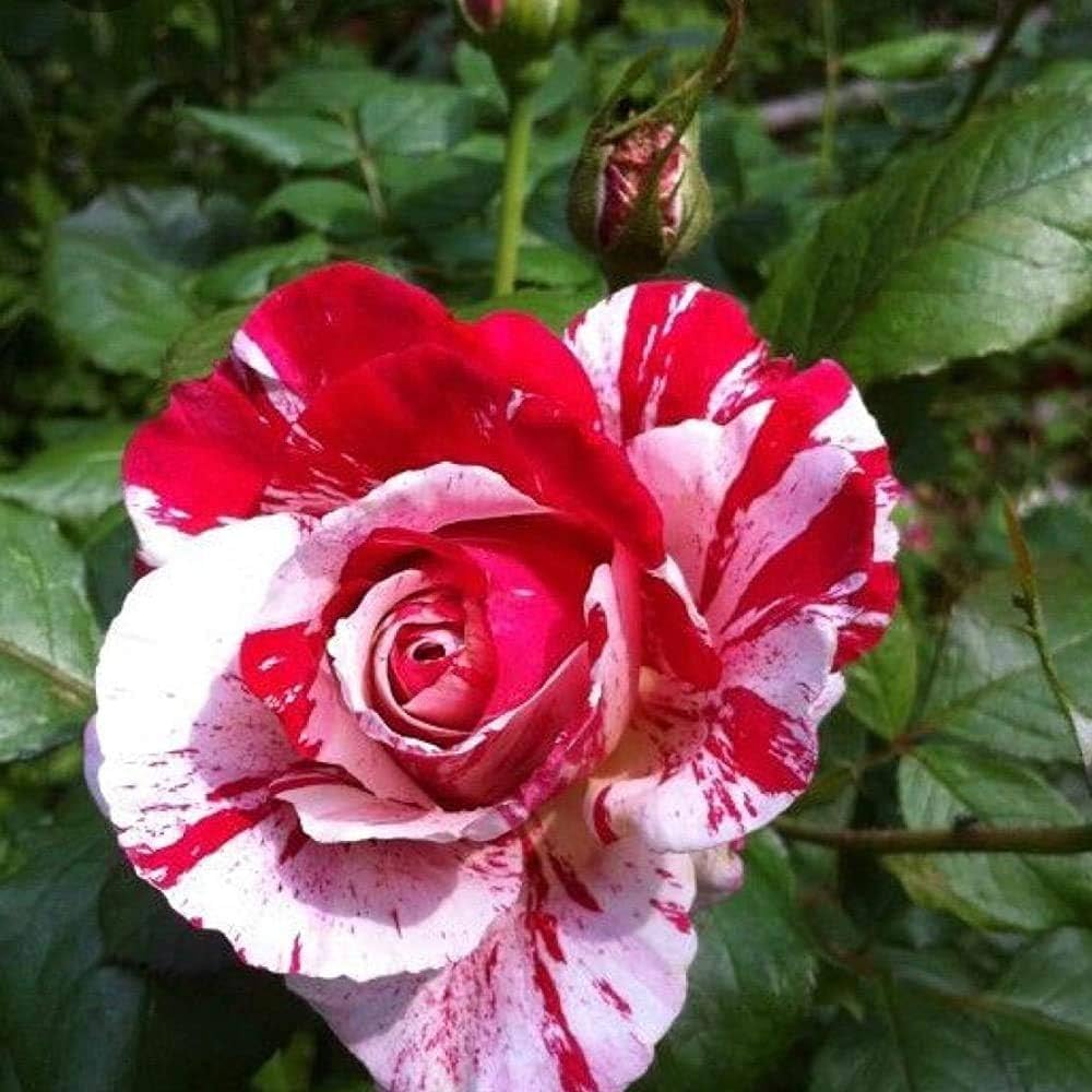 white rose flower seeds