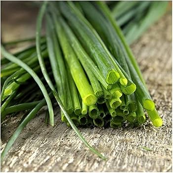 Chives Common Seeds for Planting – Heirloom, Non-GMO, Fast-Growing Herb