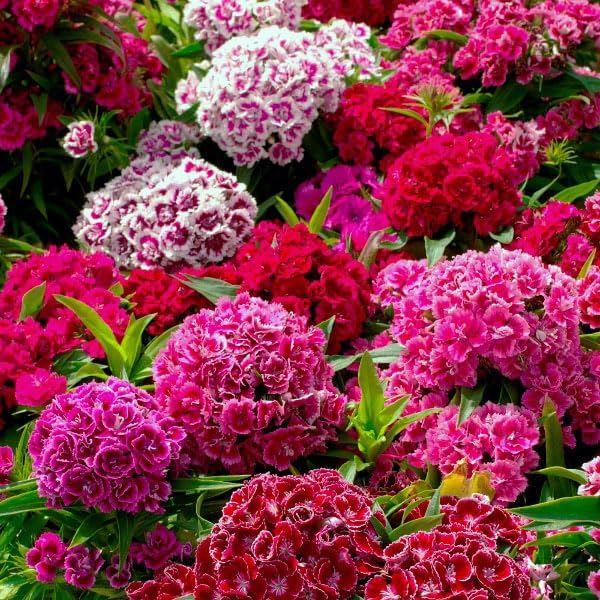 dianthus dianthus flower seeds