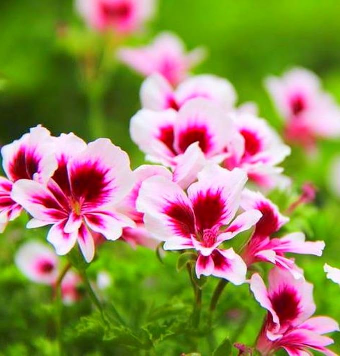 Geranium Pelargonium Flower Seeds for Planting – Heirloom, Non-GMO, High Germination Organic Garden Seeds
