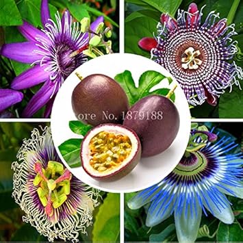 Flower Seeds, Seeds for Planting, Plant Seeds