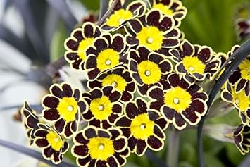 Flower Seeds, Seeds for Planting, Plant Seeds