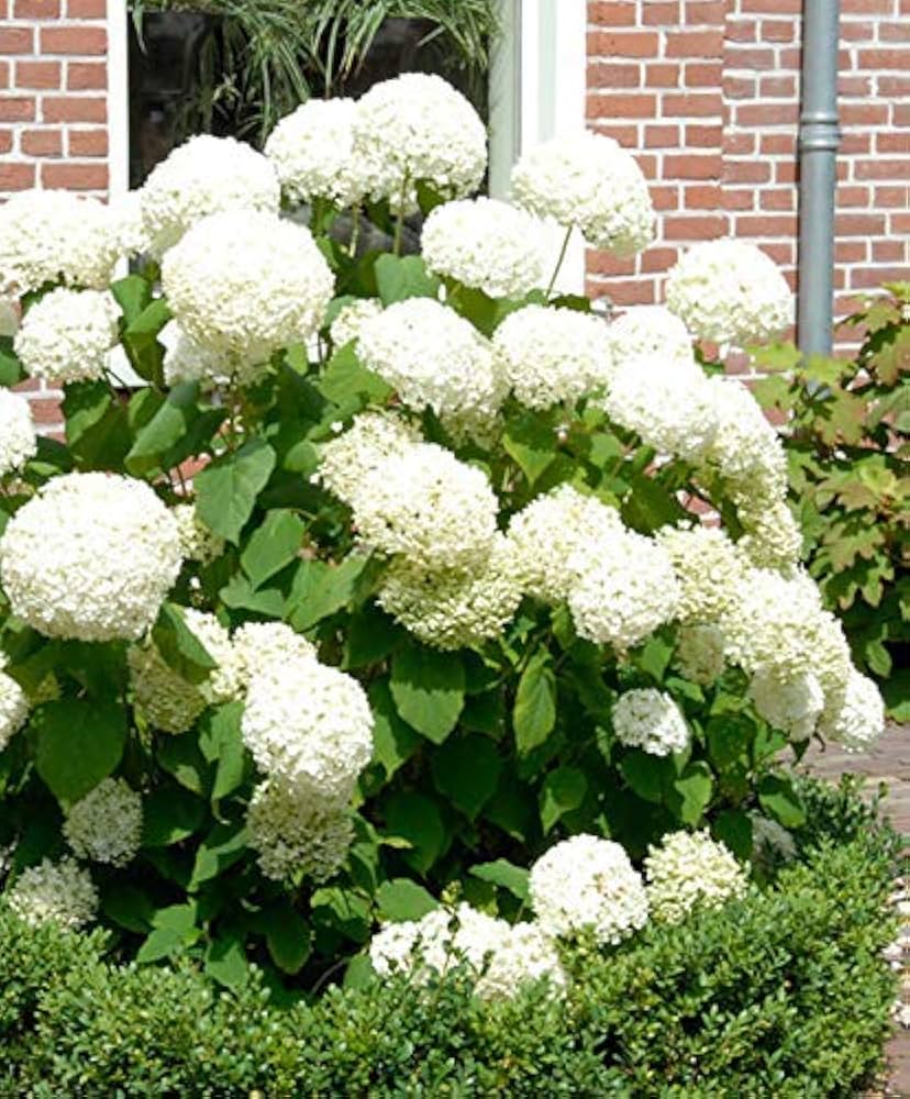 Hydrangeas Annabelle Flower Seeds for Planting 100 pcs