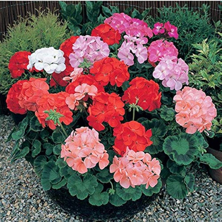 Geranium Perennial Red Mix Flower Seeds for Planting 100 pcs