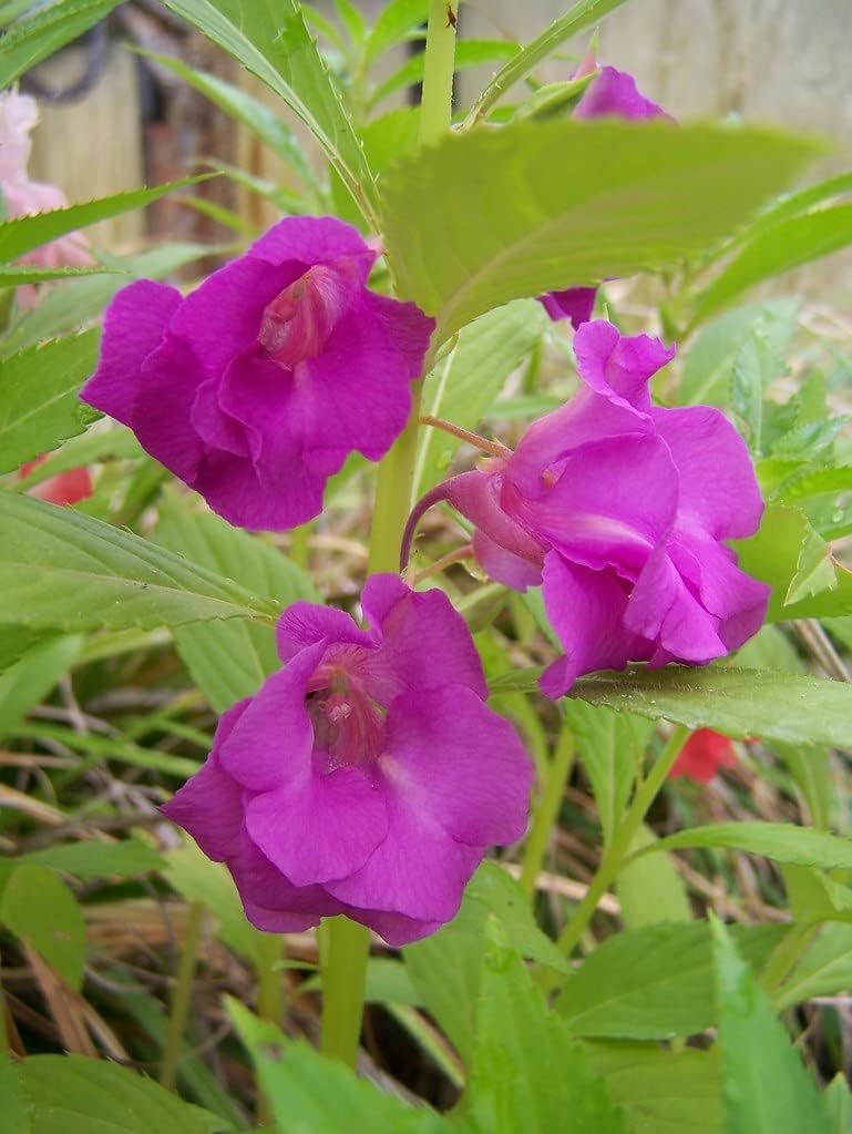 purple heirloom flower seeds