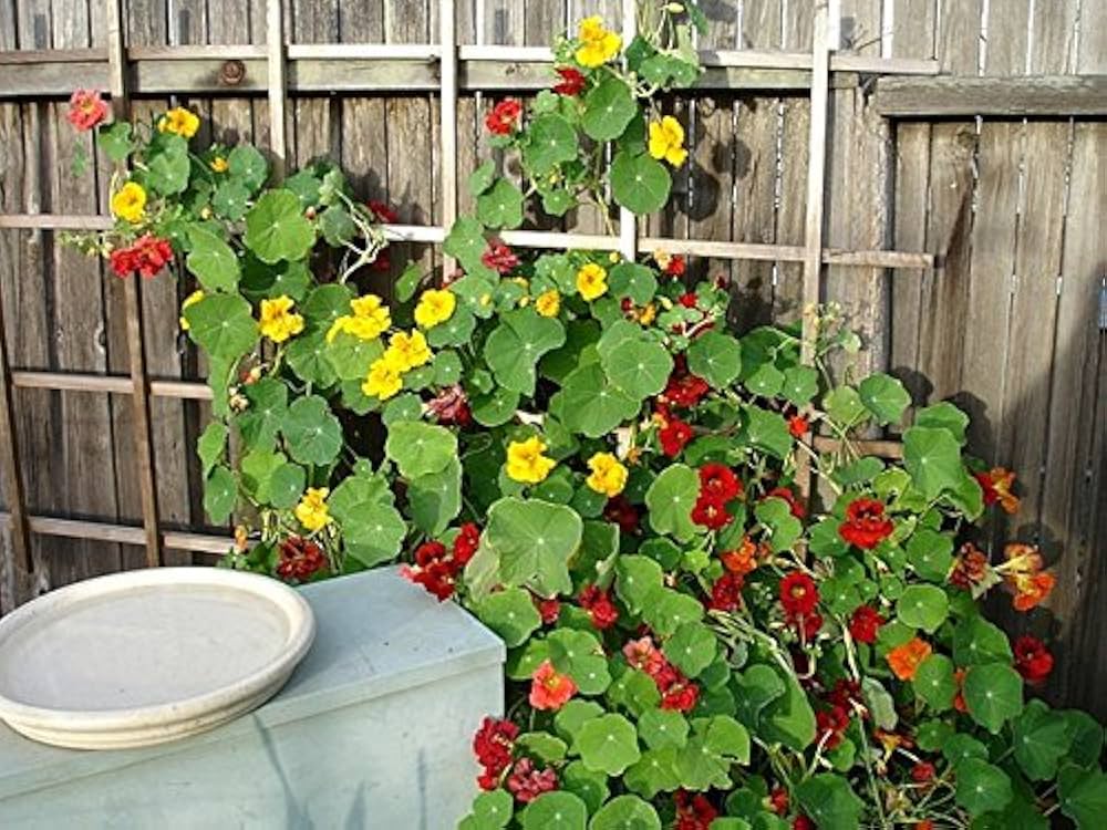 nasturtium flower flower seeds