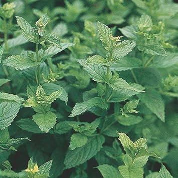 Mint Mentha Vegetable Seeds for Planting