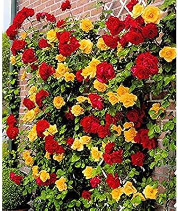 Organic Heirloom Multi-Colour Climbing Rose Flower Seeds – Non-GMO Hig ...