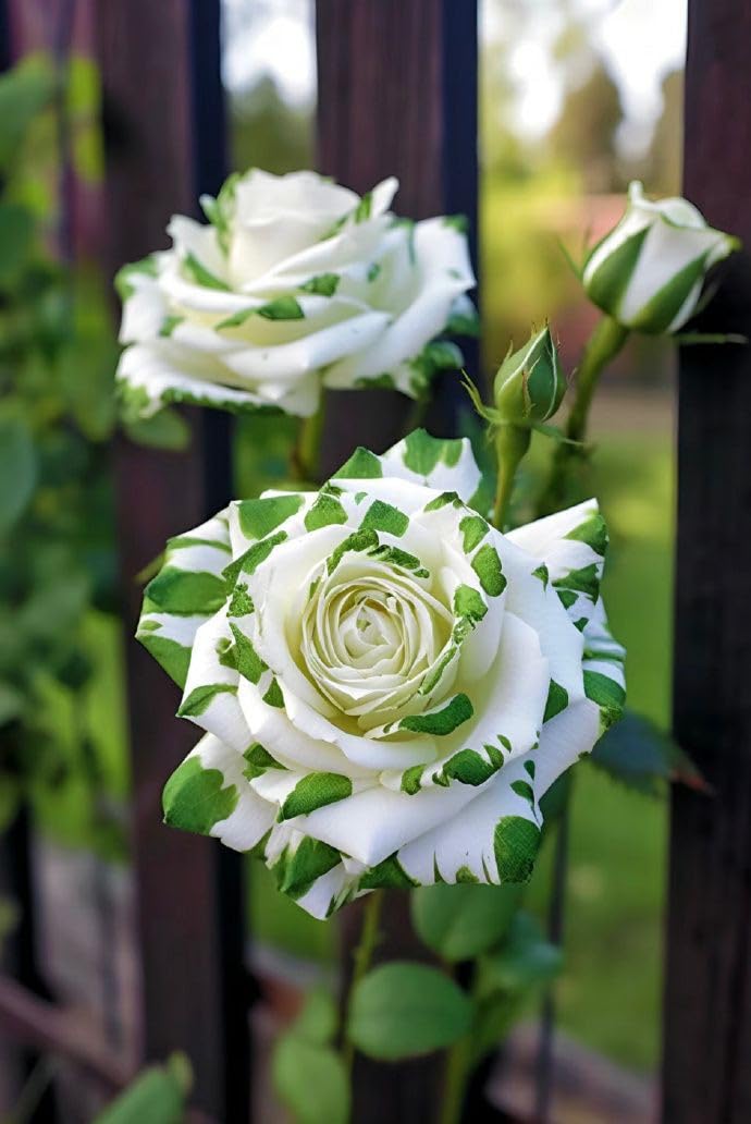 Green White Rose Flower Seeds for Planting - 100 pcs