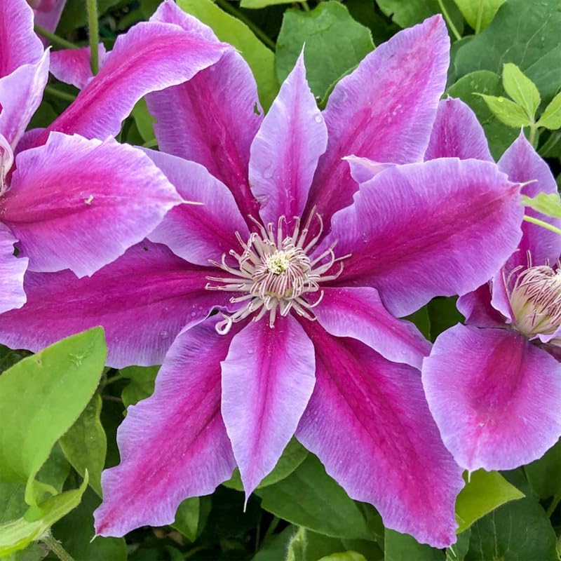 Vibrant Violet Red Clematis Flower Seeds — Non-GMO, Heirloom Quality for Garden Planting
