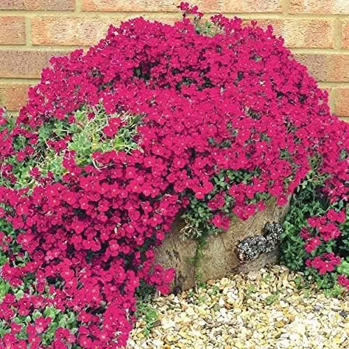 perennial creeping flower seeds
