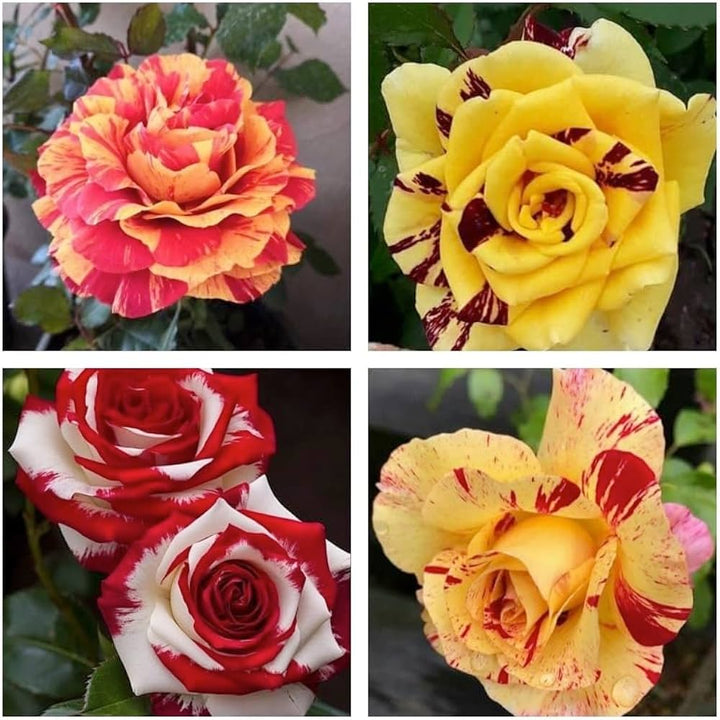 White Multi-Color Rose Flower Seeds for Planting - 100 pcs