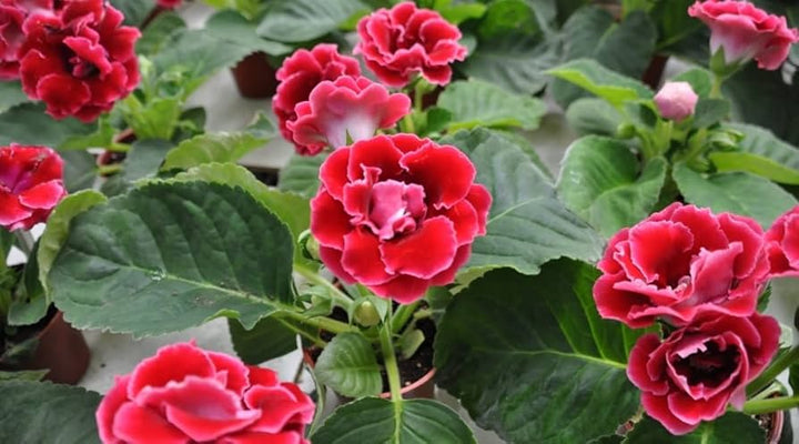 Gloxinia Blomsterfrø til Plantning Rød 100 stk