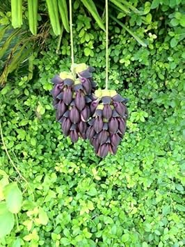 Flower Seeds, Seeds for Planting, Plant Seeds