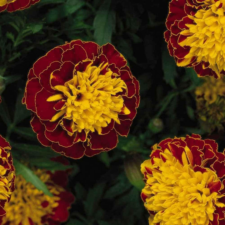 Flower Seeds, Seeds for Planting, Plant Seeds